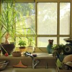 Piante da appartamento facili da curare in un ambiente luminoso e sano per il giardinaggio indoor.