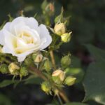 Rosa con segni di oidio, illustrazione delle strategie di prevenzione naturale.