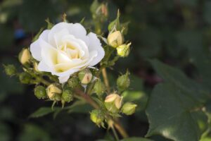 Rosa con segni di oidio, illustrazione delle strategie di prevenzione naturale.