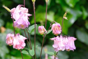 Aiuola colorata con diverse piante fiorite, ideale per un giardino sempre in fiore.