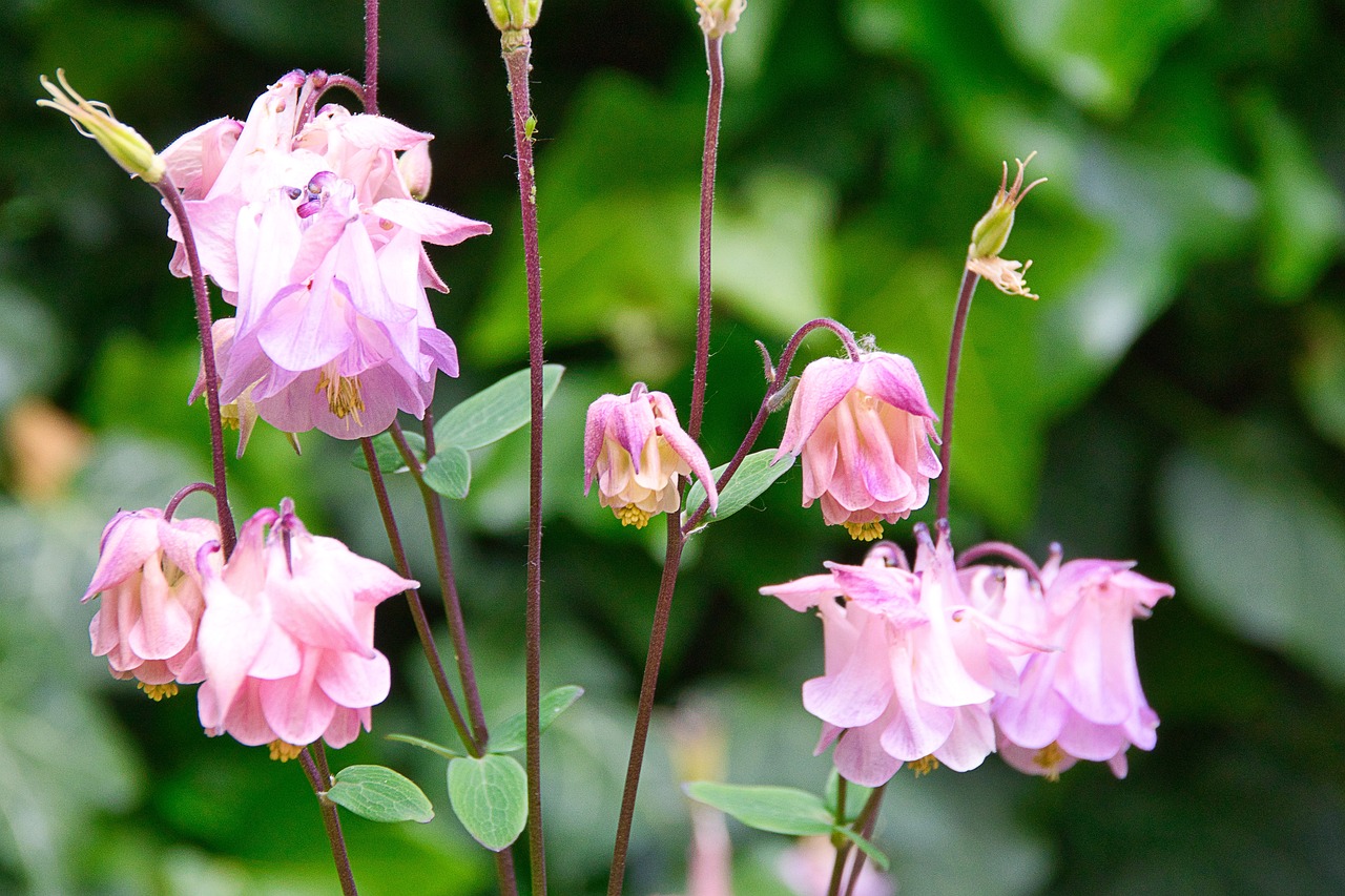 Aiuola colorata con diverse piante fiorite, ideale per un giardino sempre in fiore.