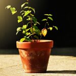 Ingredienti naturali per potenziare la crescita delle piante in una settimana.