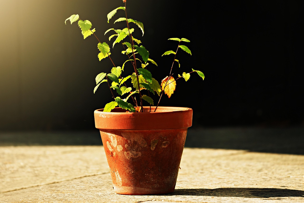 Ingredienti naturali per potenziare la crescita delle piante in una settimana.