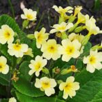 Primule sfiorite in un giardino, pronte per la cura invernale.