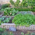 Giardino sostenibile con piante biologiche e compost, esempio di orto ecologico.