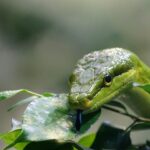 Vipera nel giardino tra piante verdi, evidenziando il rischio di avvicinamento e consigli per evitarle.