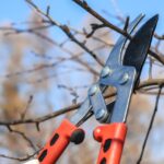 Guida visiva sulla potatura corretta degli alberi da frutto con strumenti e tecniche adeguate.