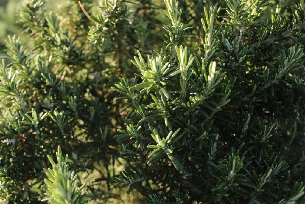 Rosmarino: coltivalo lontano da queste 3 piante per non bloccarne la crescita